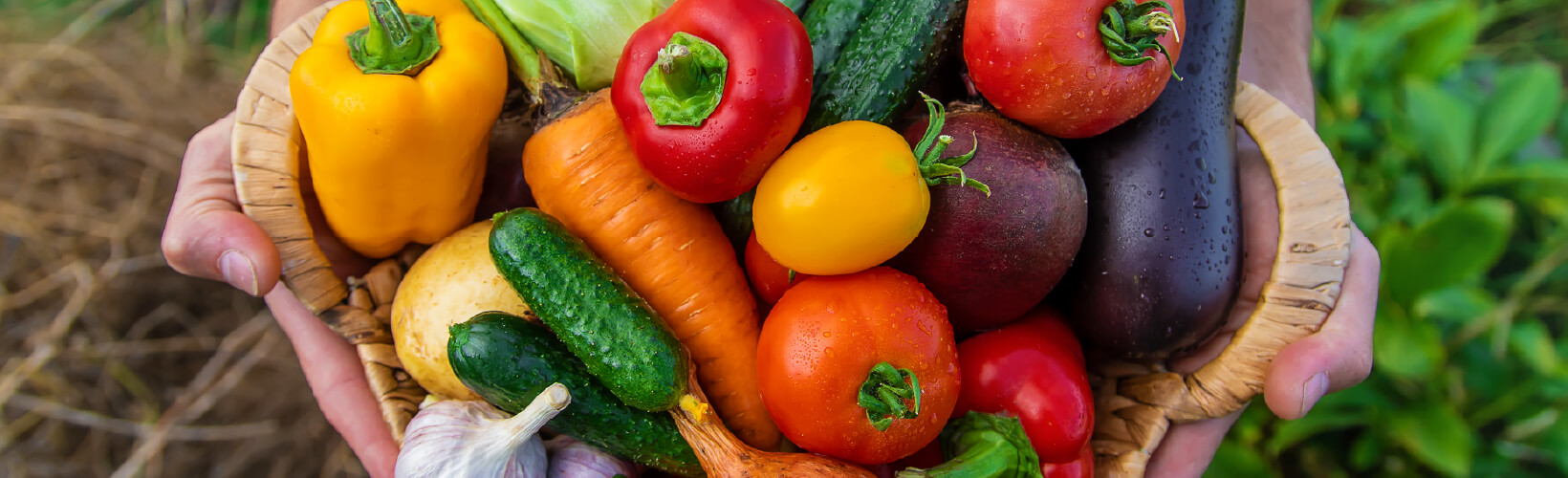 食の安全 DEVELOPMENT