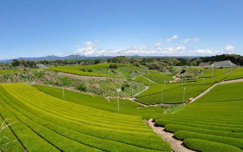 LEOC指定茶園