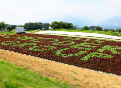今年もレタスアートが完成しました！