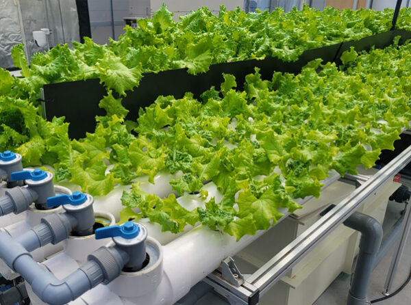 ＜訪問レポート＞アクアポニックスで栽培するリーフレタス（サステナブル野菜）の生産地を訪れました