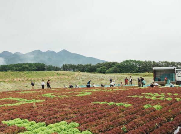 「JAcom」にレタスアートが紹介