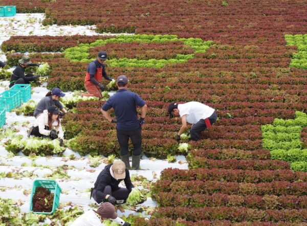 「共同通信」にレタスアートが紹介