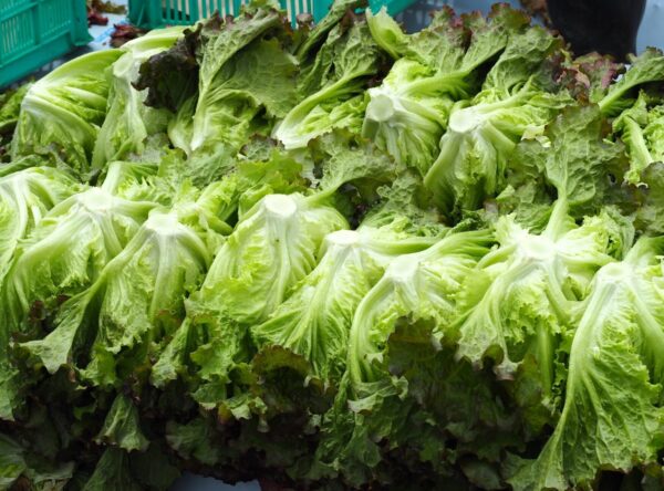 「読売新聞」にレタスアートが紹介