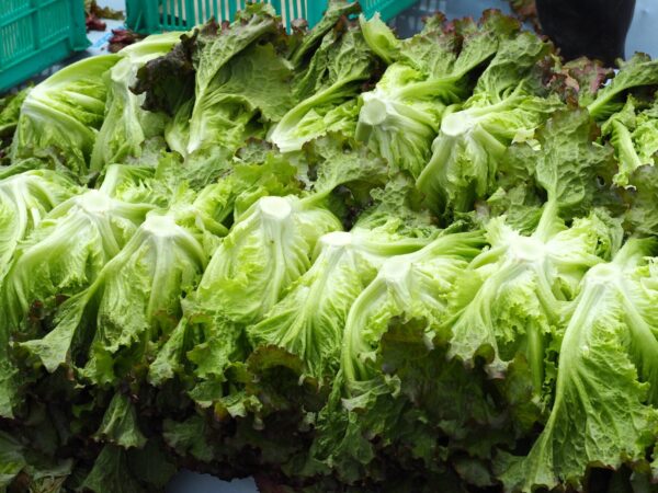 「長野日報」にレタスアートが紹介