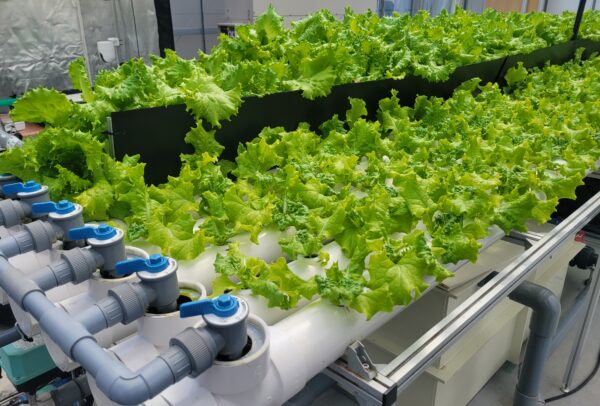 ＜訪問レポート＞アクアポニックスで栽培するリーフレタス（サステナブル野菜）の生産地を訪れました